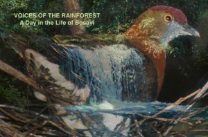 Voices of the rainforest: a day in the life of Bosavi Papua New Guinea