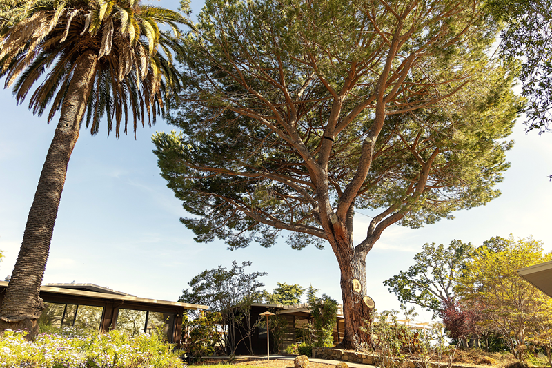 A view from the periphery toward the center of campus