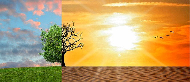 a collage of a tree in two scenarios: one with lush leaves and green grass, and the other without leaves in a hot desert