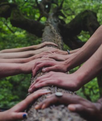 several hands laid on a tree trunk