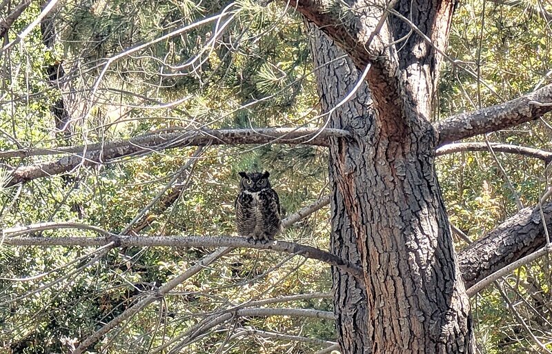 a Great Horned Owl photographed at CASBS on May 13, 2026